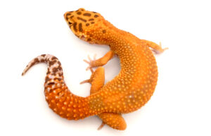 red diamond leopard gecko