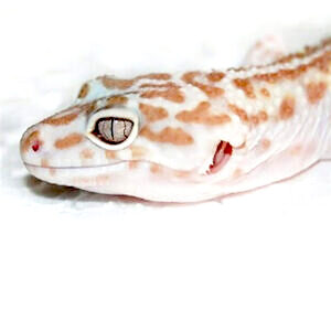 Leopardgecko kaufen vom Züchter