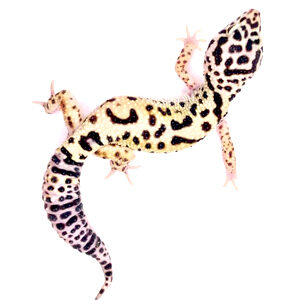 Leopardgecko snow kaufen vom Züchter