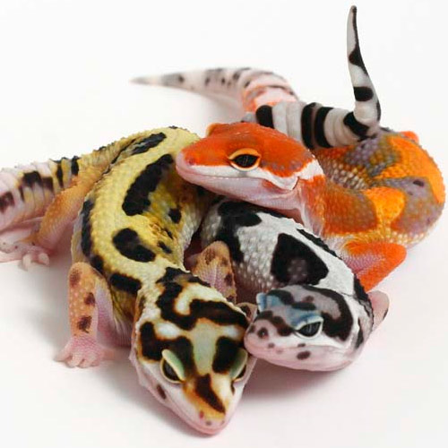 leopardgecko kaufen