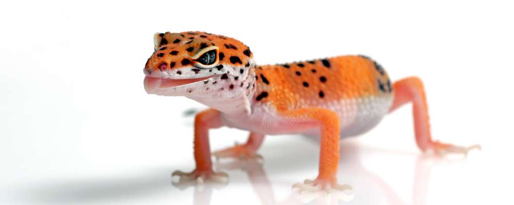 Haltung Von Leopardgeckos, Terrarium Für Leopardgeckos, Anfänger Tipps