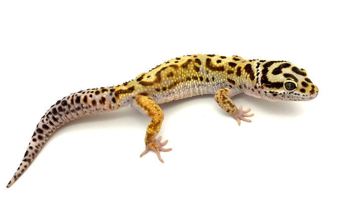 Unsere Zuchttiere. Leopardgecko Züchter aus Seelze bei Hannover.