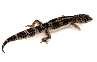 akoya leopardgecko