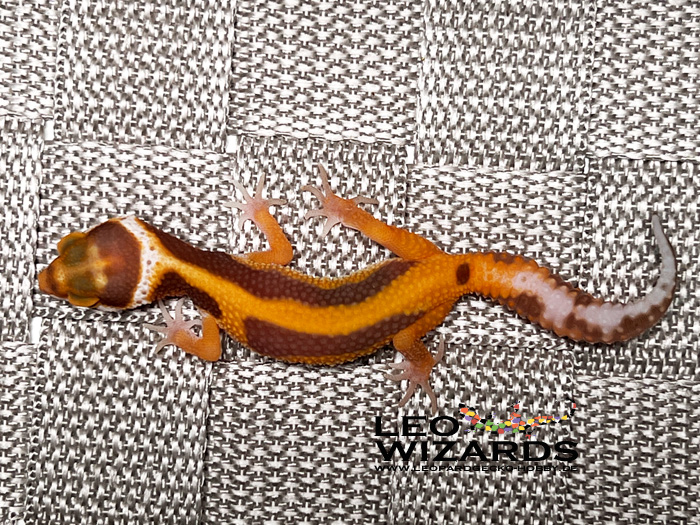 German Gecko Leopard geckos for sell, Worldwide delivery. German gecko breeder.