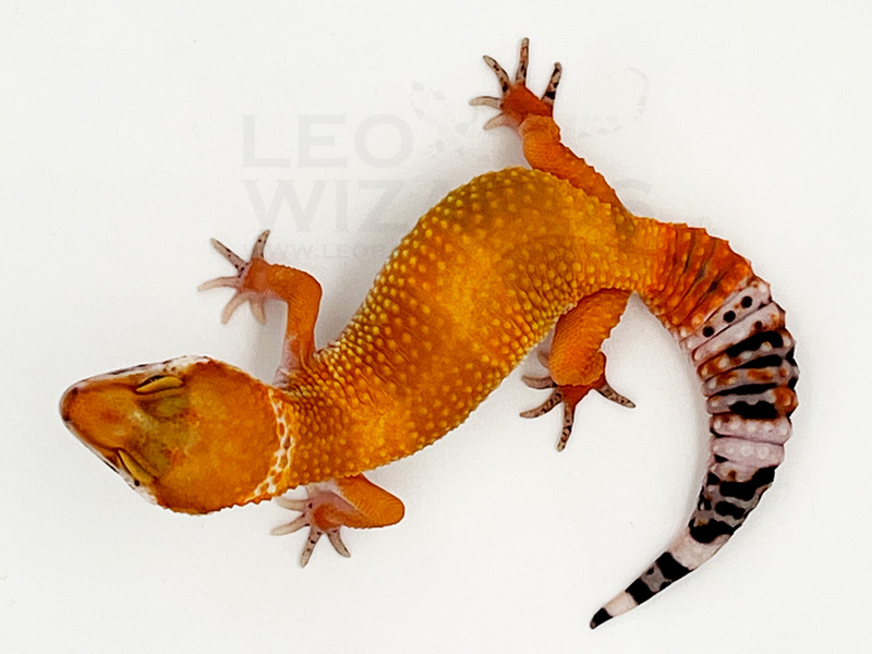 Leopardgeckos kaufen vom Züchter. Abzugeben deutschlandweit.