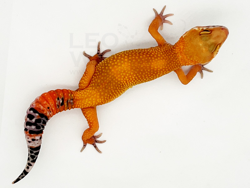 Leopardgeckos kaufen vom Züchter. Abzugeben deutschlandweit.